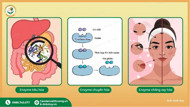 các nhóm enzyme tiêu hoá chuyển hoá chống oxy hoá