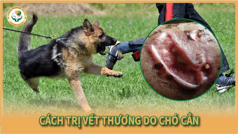 Cách trị vết thương do chó cắn