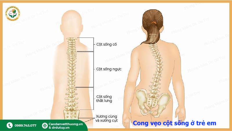 cấu trúc cột sống trẻ em giải phẫu cột sống