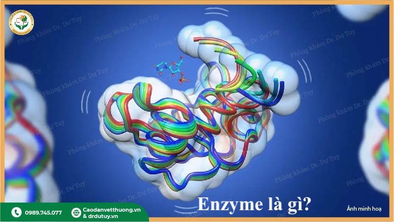 cấu trúc phân tử Enzyme