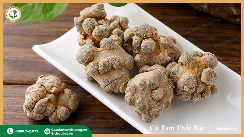 củ tam thất bắc dược liệu quý hiếm
