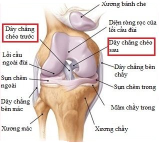dây chằng khớp gối