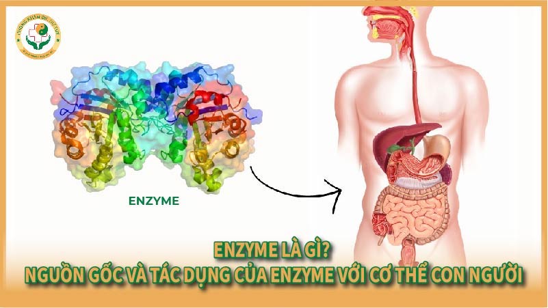 Enzyme là gì? Nguồn gốc và tác dụng của enzyme với cơ thể con người