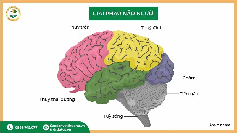giải phẫu não người thuỳ não