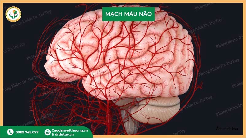 mạch máu não người