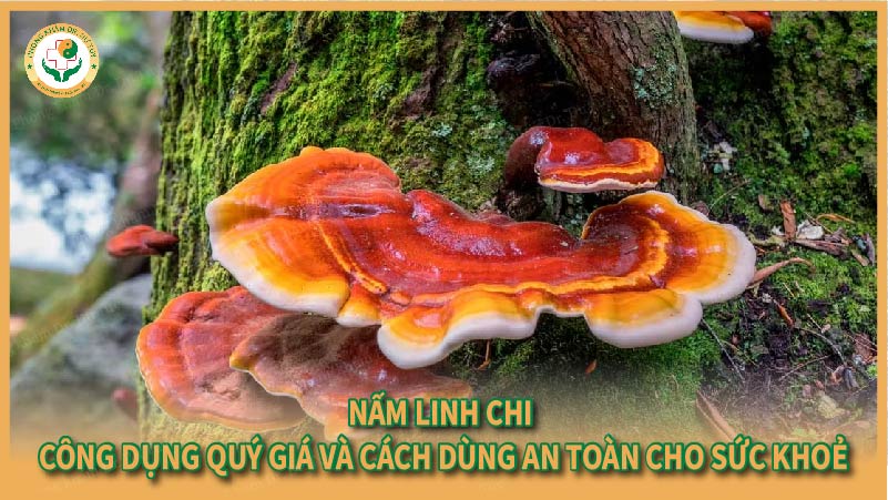 Nấm Linh Chi- Công dụng quý giá và cách dùng an toàn cho sức khoẻ