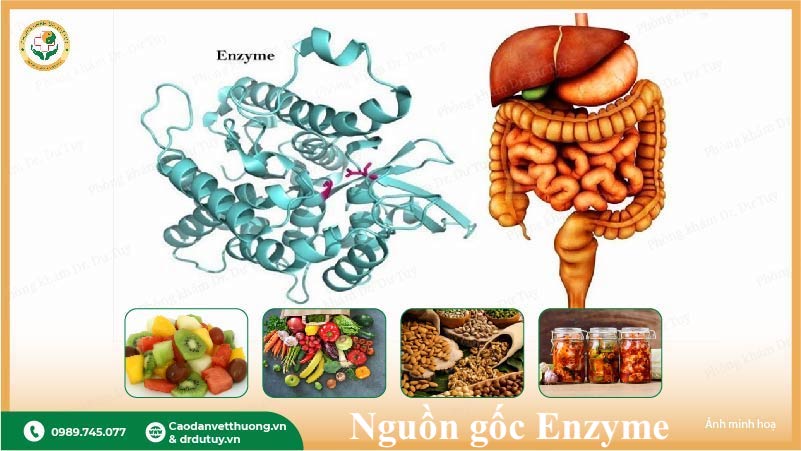 nguồn gốc enzyme nội sinh và thực phẩm