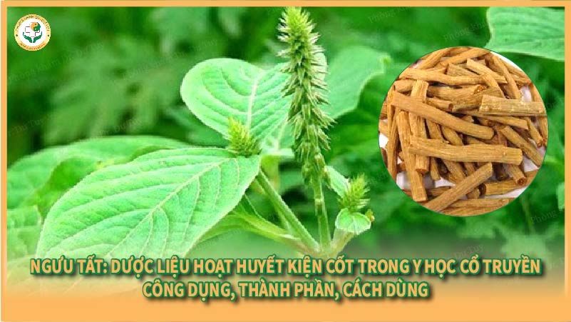 Ngưu Tất: Dược liệu hoạt huyết kiện cốt trong Y học cổ truyền – Công dụng, thành phần, cách dùng