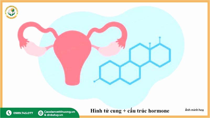 nội tiết tố nữ estrogen là gì