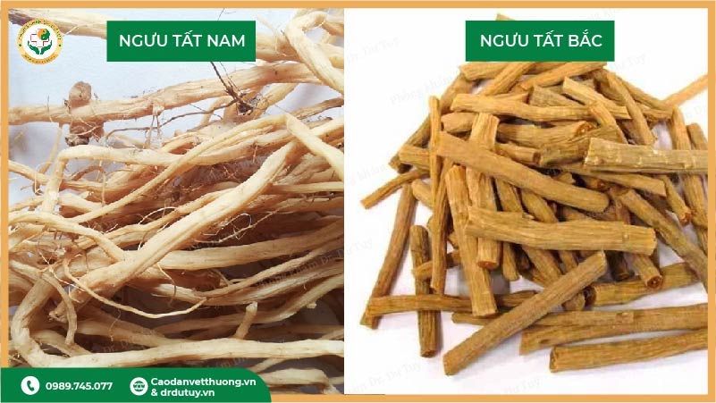 phân biệt ngưu tất bắc và ngưu tất nam