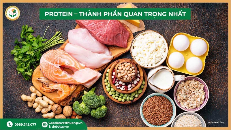 protein giúp tái tạo mô và lành vết loét