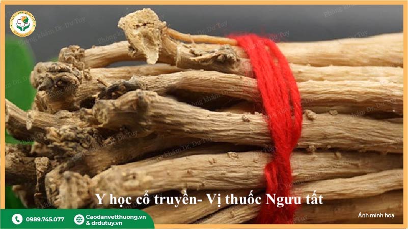 rễ ngưu tất bắc rễ khô chất lượng