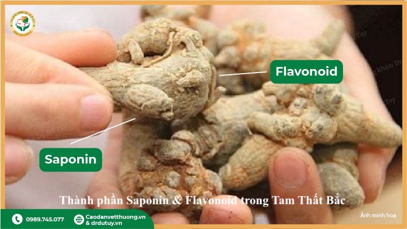 Saponin- flavonoid trong tam thất chống viêm