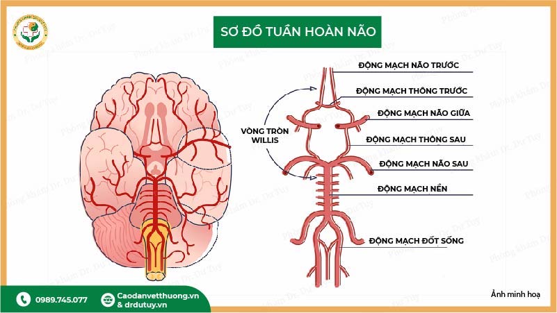 sơ đồ tuần hoàn não vòng willis