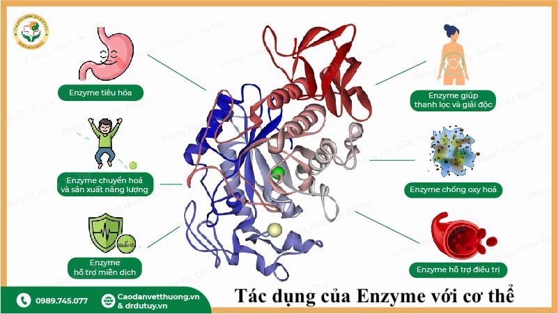 tác dụng của enzyme đối với cơ thể