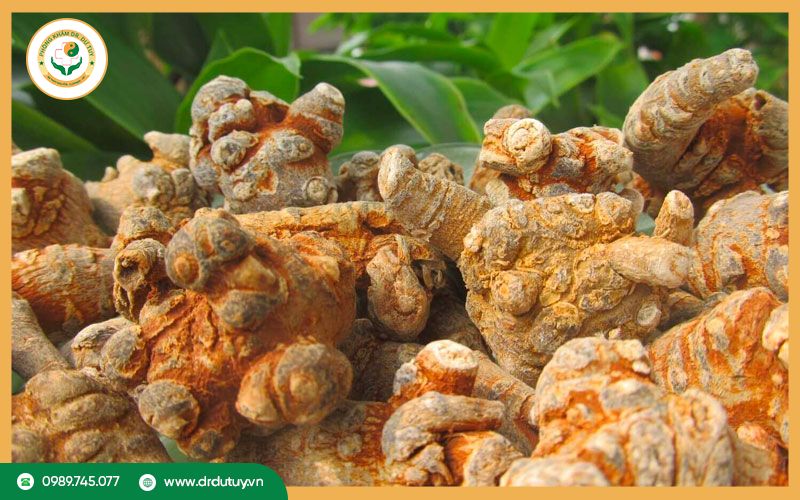 Tác dụng của tam thất bắc - Vị thuốc quý cho sức khỏe