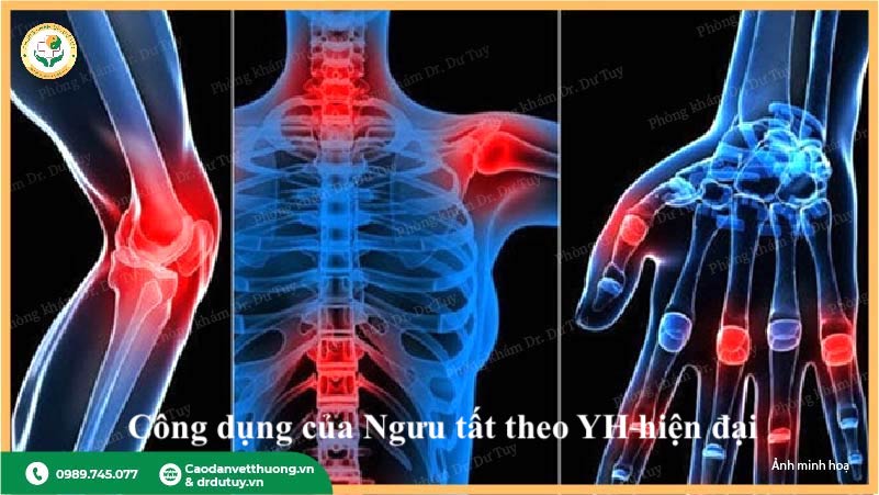 tác dụng ngưu tất giảm viêm đau xương khớp