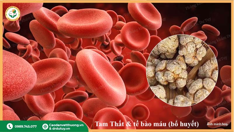 tam thất bổ huyết tăng chất lượng tế bào máu