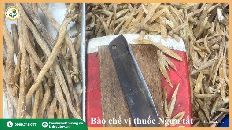 thái lát ngưu tất sơ chế làm thuốc