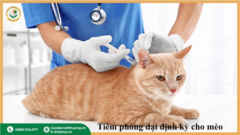 tiêm phòng dại định kỳ cho mèo