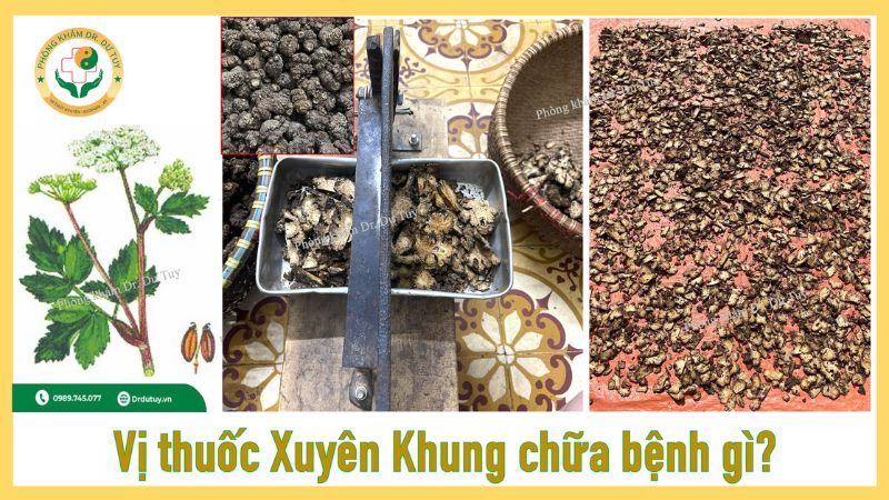 Vị thuốc Xuyên Khung chữa bệnh gì?