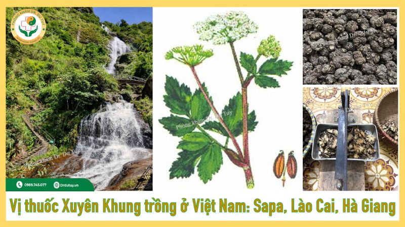 vị thuốc xuyên khung